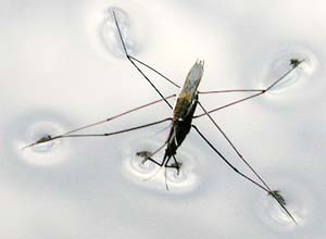 Vì sao muỗi đi được trên nước và trên tường?