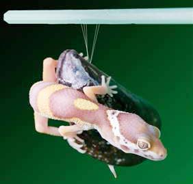 Keo siêu dính bắt chước chân tắc kè và vẹm