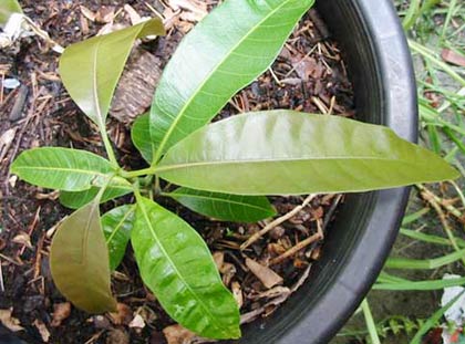 Phương pháp nhân giống xoài bằng hạt