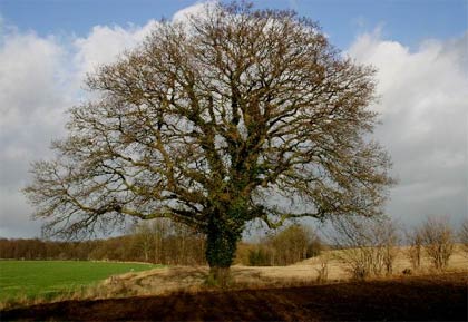 Phát hiện loài cổ thực vật tại Lâm Đồng