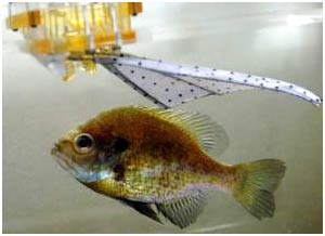 Vây cá robot cho tàu ngầm