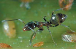 Nhường nhịn - Bí quyết để kiến lách qua đám đông