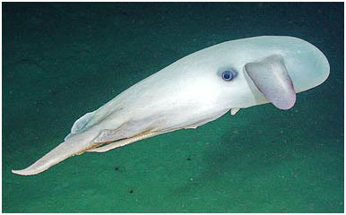 Canada: Phát hiện nhiều sinh vật biển lạ