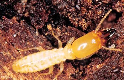 Mối - sinh vật mau lẹ nhất thế giới