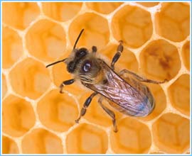 Ong thợ bị tẩy não
