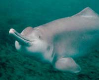 Báo tử một loài cá heo sông cực hiếm