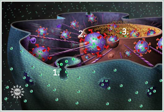 Khám phá con đường trực tiếp từ bên ngoài tế bào đến nhân tế bào