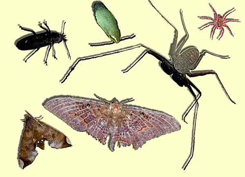 Lợi ích của loài bọ ăn xác chết