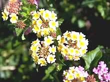 Những loài cây thích 