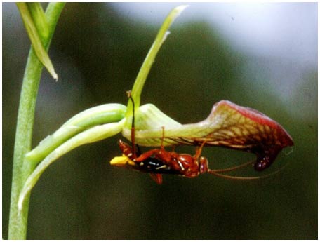 Trò lừa tình giữa phong lan và ong bắp cày