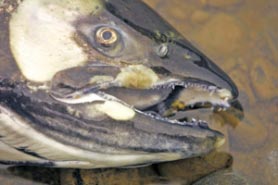 “Vùng chết” tái xuất hiện ở Mỹ