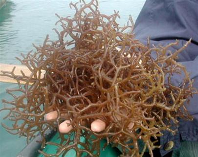 Việt Nam sản xuất thành công thực phẩm từ rong sụn