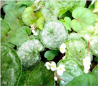 Kiên Giang: Chính thức công bố loài thực vật mới được phát hiện