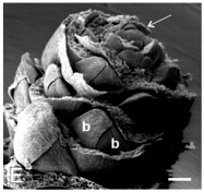 Các nhà khoa học thực hiện nghiên cứu với chuỗi gien hình nón