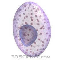 Tế bào gây triệu chứng dị ứng có thể hạn chế được sự tổn hại