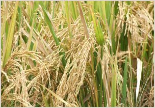 Giống lúa mới: Ít nước hơn, sản lượng cao hơn