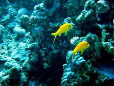 Bảo hộ sáng chế liên quan đến đa dạng sinh học và nguồn gen