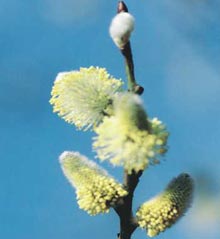 80% nguồn gen cây trồng đã mất