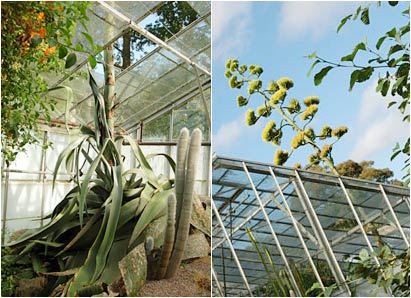 Cây nở hoa duy nhất một lần trong đời