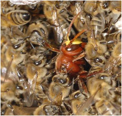 Ong làm ngạt kẻ thù đến chết