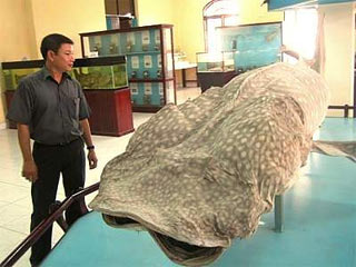 Ướp cá làm mẫu vật bảo tàng: Nghề chưa từng có