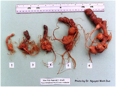 Quảng Nam: Đăng ký bảo hộ thương hiệu sâm Ngọc Linh