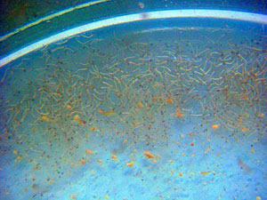 Diệt lăng quăng bằng... vi khuẩn