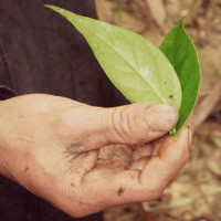 Nghiên cứu giải độc lá ngón bằng rau má