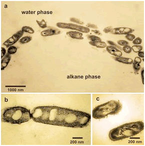 Vi sinh vật: “Chuyên gia cao cấp” xử lý ô nhiễm môi trường