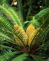 Màn lừa đảo bốc mùi của cây mè cổ đại