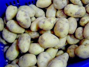 Khoai tây chuyển gien dùng làm giấy