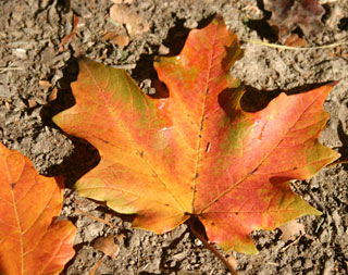 Vì sao lá cây đổi màu?