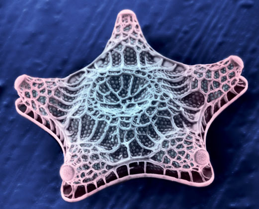 Dùng vi khuẩn tạo sơn óng ánh như ngọc trai