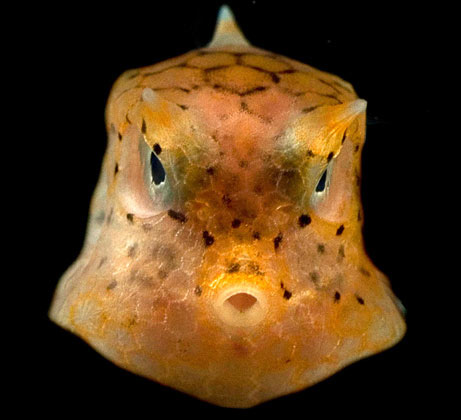 Phát hiện các sinh vật biển lạ ở ngoài khơi Philippines