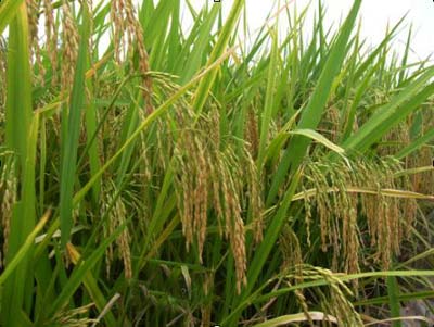 Nhiên liệu sinh học đe doạ an ninh lương thực