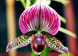 Sản xuất giá thể trồng hoa lan từ các phụ phế phẩm nông nghiệp