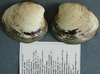 Phát hiện con Nghêu sống lâu nhất