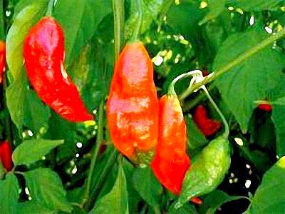 Ớt cay nhất thế giới