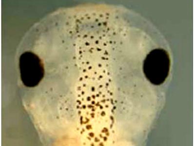 Thay quyền tạo hóa, tạo ra... mắt cho sinh vật