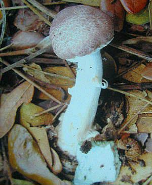 Phát hiện loài nấm mới có hàm lượng đạm cao