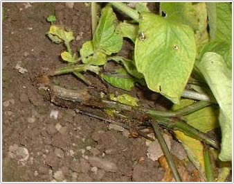 Chữa bệnh thối cây ở khoai tây bằng phương pháp mới