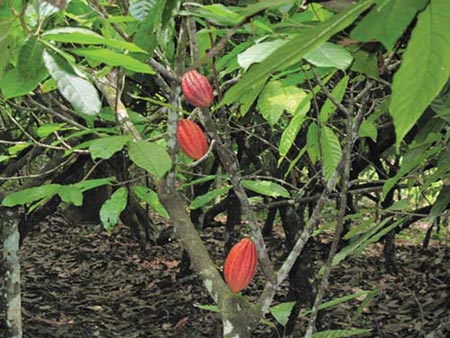 Thuở sơ khai của chocolate