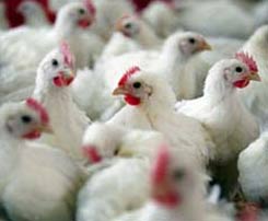 Bùng phát dịch cúm gia cầm ở Anh