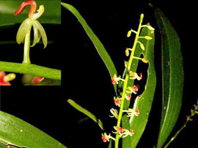 Phát hiện một loài lan mới ở Việt Nam