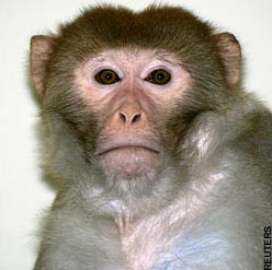 Đã nhân bản được phôi thai khỉ