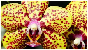 Từng có một vụ nổ 