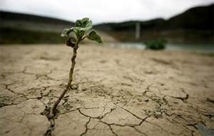 Cây biến đổi gien chịu được hạn hán