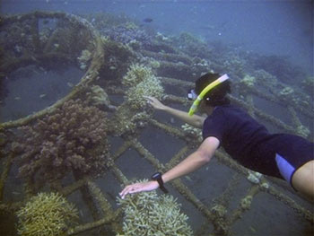 Hồi sinh san hô bằng... điện