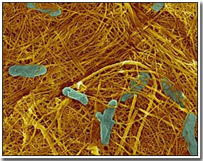 Vi khuẩn tạo ống nano cácbon