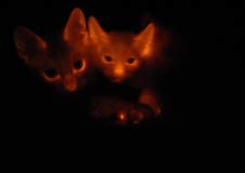 Mèo phát sáng trong đêm